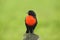 Red-breasted Blackbird