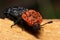 Red-breasted Carrion Beetle