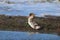 Red Breasted Female Merganser wading on the marsh