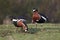 Red-breasted Geese (Branta ruficollis)