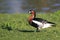 Red-breasted goose