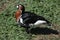 Red-breasted goose (Branta ruficollis).