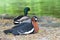 The Red-breasted goose Branta ruficollis