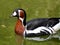 Red-breasted Goose Branta ruficollis Red breasted geese