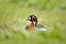 Red-breasted Goose, Branta ruficollis, sitting in violet flower. Wildlife animal scene from nature. Duck in the blooming grass. Bi