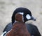 Red breasted goose head