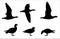 Red-breasted Goose silhouettes vector set