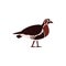 Red-breasted goose tundra animal side view flat style, vector illustration