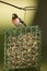 Red breasted grosbeak on suet feeder