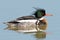 Red-breasted Merganser