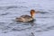 Red-breasted Merganser