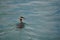 Red breasted merganser duck paddles through cyano calm waters