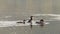 Red Breasted Merganser family swimming on a lake