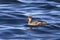 Red-breasted Merganser floating in the waters of the bay Avachinskaya