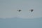 Red-breasted merganser flying at seaside
