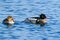 Red-breasted merganser, Mergus serrator, water bird diving duck, one of sawbills, male and female - pair. Merganser, ocean surface