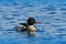 Red-breasted merganser, Mergus serrator, water bird diving duck, one of the sawbills. Merganser, ocean surface, blue water. Sea