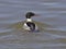 Red-breasted merganser turns back