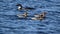 Red-breasted Mergansers and Common loon