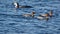 Red-breasted Mergansers and Common loon