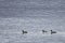 Red-breasted mergansers Mergus serrator ducks swimming in caim reflecting winter sea water. Group of wild diving ducks in nature