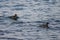 Red-breasted mergansers Mergus serrator ducks swimming in sea water. Two wild diving ducks in nature.