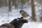 Red-breasted Nuthatch eating from hand