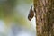 Red breasted nuthatch feeding in forest