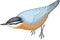 Red Breasted Nuthatch Illustration