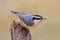 Red-breasted Nuthatch On A Perch