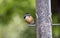 Red-breasted Nuthatch Perched on a Backyard Bird Feeder #2