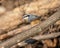 Red-breasted nuthatch perching on the sunlit mossy branch with blurred background