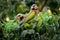 Red-breasted Parakeet - Psittacula alexandri,  alternative name is the moustached parakeet, scientific specific name commemorates