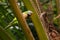 Red-breasted Parakeet - Psittacula alexandri green colourful parakeet,  alternative name is the moustached parakeet, scientific