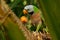 Red-breasted Parakeet - Psittacula alexandri green colourful parakeet,  alternative name is the moustached parakeet, scientific