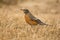 A Red-Breasted Robin Eating on the Ground