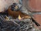 Red Breasted Robin feeding young