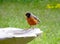 Red breasted Robin standing on white bird bath.