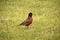 Red Breasted Robin with Tufted Head Stands in Grass