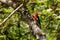 Red breasted sapsucker