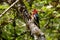 Red breasted sapsucker