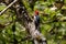 Red breasted sapsucker