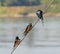 Red-breasted swallows perched on a rope of boat