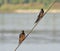 Red-breasted swallows perched on a rope of boat