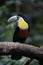 Red-breasted toucan, Ramphastos dicolorus