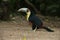 Red-breasted toucan, Ramphastos dicolorus