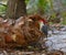 Red breasted woodpecker