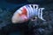 Red-breasted wrasse Cheilinus fasciatus fish