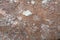 Red breccia or rough cast wall for background texture