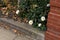 Red brick column and low planter with late season daisies and autumn leaves, fall season